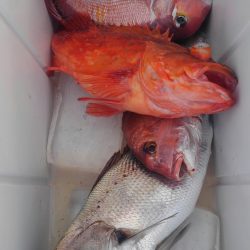 遊漁船 新鋭丸 釣果