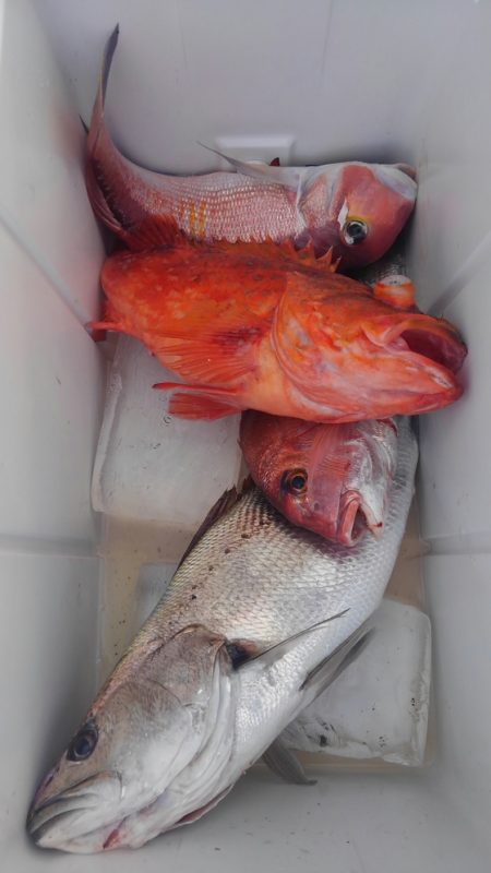 遊漁船 新鋭丸 釣果