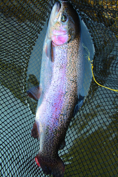 小菅トラウトガーデン 釣果