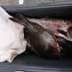 しば渡船 釣果