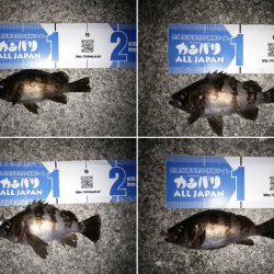 トップウォーターでメバル