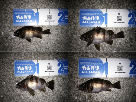 トップウォーターでメバル