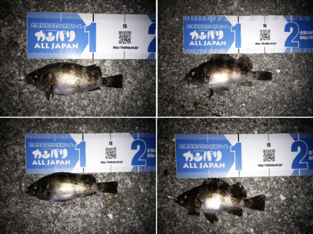 トップウォーターでメバル