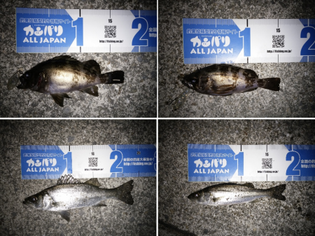 トップウォーターでメバル