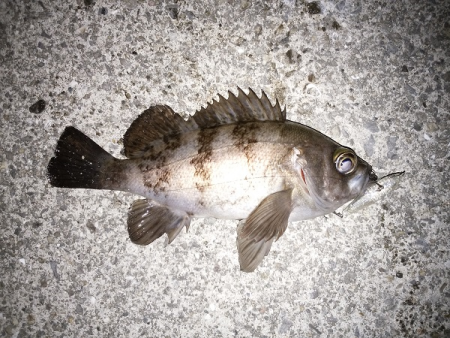 トップウォーターでメバル