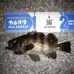 トップウォーターでメバル