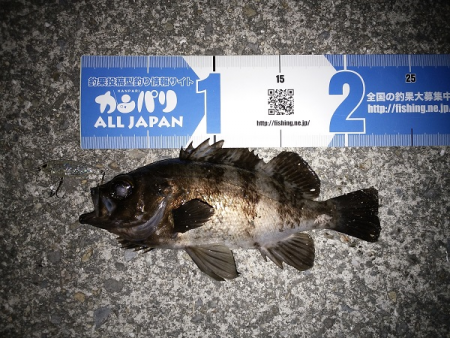 トップウォーターでメバル