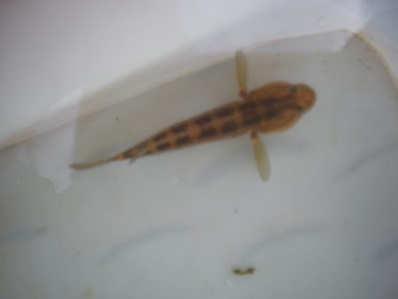 オリジナルメーカー海づり公園(市原市海づり施設) 釣果