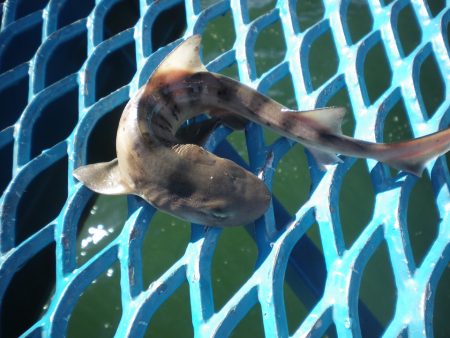 オリジナルメーカー海づり公園(市原市海づり施設) 釣果