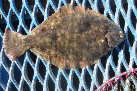 オリジナルメーカー海づり公園(市原市海づり…