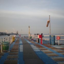 オリジナルメーカー海づり公園(市原市海づり施設) 釣果