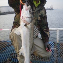 オリジナルメーカー海づり公園(市原市海づり施設) 釣果
