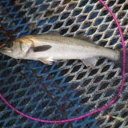 オリジナルメーカー海づり公園(市原市海づり施設) 釣果