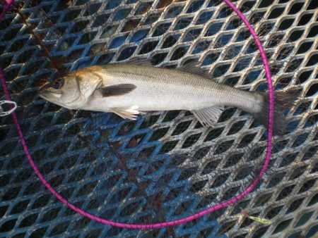 オリジナルメーカー海づり公園(市原市海づり施設) 釣果