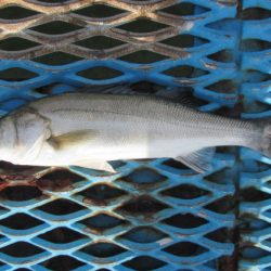 オリジナルメーカー海づり公園(市原市海づり施設) 釣果