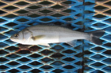 オリジナルメーカー海づり公園(市原市海づり…