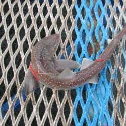 オリジナルメーカー海づり公園(市原市海づり施設) 釣果