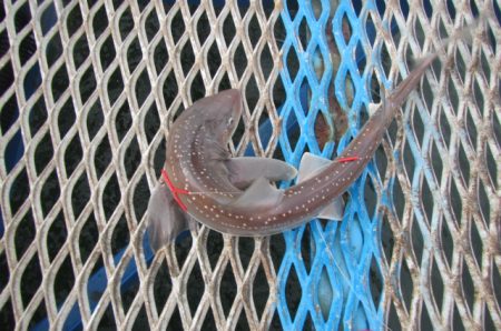 オリジナルメーカー海づり公園(市原市海づり施設) 釣果