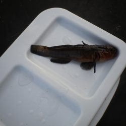 オリジナルメーカー海づり公園(市原市海づり施設) 釣果