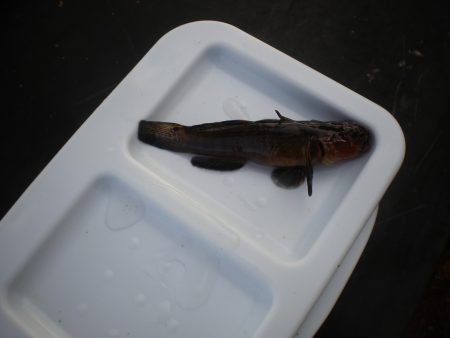 オリジナルメーカー海づり公園(市原市海づり…