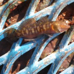 オリジナルメーカー海づり公園(市原市海づり施設) 釣果