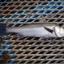 オリジナルメーカー海づり公園(市原市海づり施設) 釣果