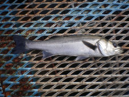 オリジナルメーカー海づり公園(市原市海づり…