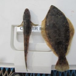 オリジナルメーカー海づり公園(市原市海づり施設) 釣果