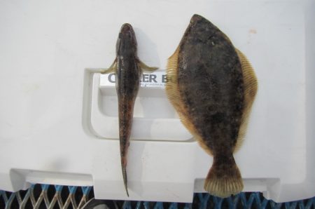 オリジナルメーカー海づり公園(市原市海づり施設) 釣果