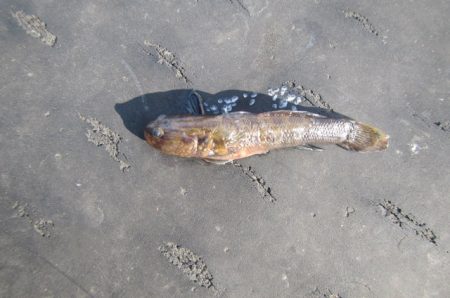 オリジナルメーカー海づり公園(市原市海づり施設) 釣果