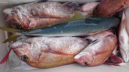 海晴丸 釣果