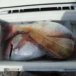 大進丸(新潟) 釣果