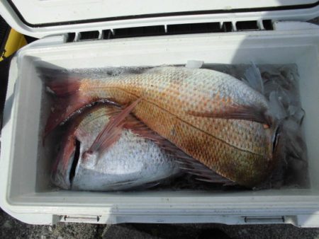 大進丸(新潟) 釣果