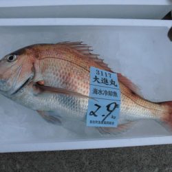 大進丸(新潟) 釣果