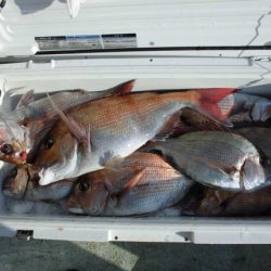 大進丸(新潟) 釣果