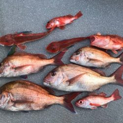 へいみつ丸 釣果