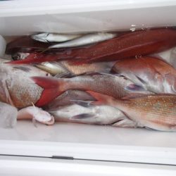 第二むつ漁丸 釣果