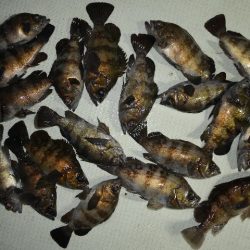 TOPGUN名古屋 釣果