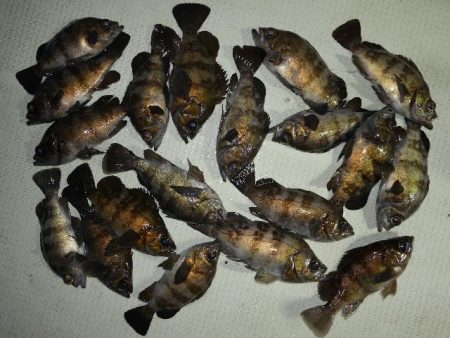 TOPGUN名古屋 釣果