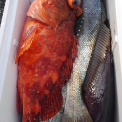 遊漁船 新鋭丸 釣果