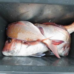 大進丸(新潟) 釣果