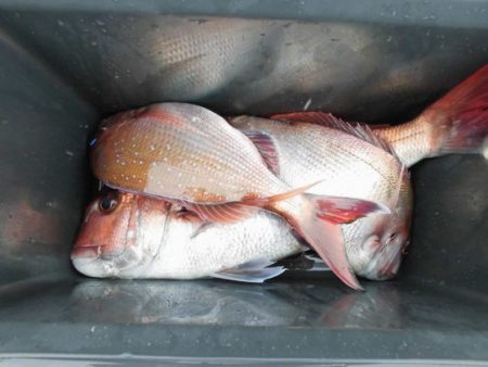 大進丸(新潟) 釣果