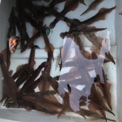 ふじしめ丸 釣果