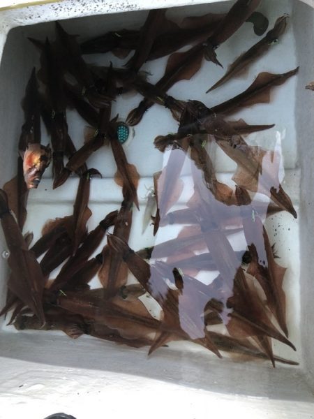 ふじしめ丸 釣果