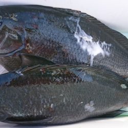 しば渡船 釣果