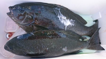 しば渡船 釣果