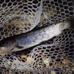 高萩ふれあいの里フィッシングエリア 釣果