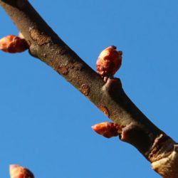 小菅トラウトガーデン 釣果