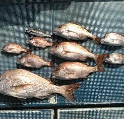 フィッシングガイド りょう 釣果