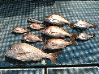 フィッシングガイド りょう 釣果